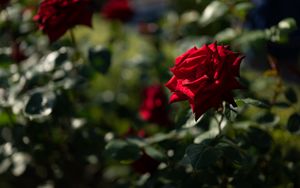 Preview wallpaper rose, red, bud, blur, flowerbed