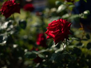 Preview wallpaper rose, red, bud, blur, flowerbed