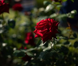 Preview wallpaper rose, red, bud, blur, flowerbed