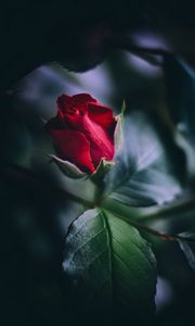 Preview wallpaper rose, red, bud, leaves, close-up