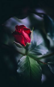 Preview wallpaper rose, red, bud, leaves, close-up