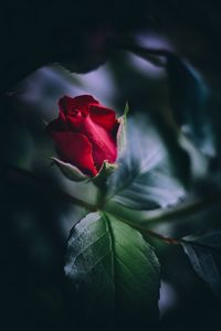 Preview wallpaper rose, red, bud, leaves, close-up