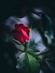 Preview wallpaper rose, red, bud, leaves, close-up