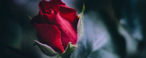 Preview wallpaper rose, red, bud, leaves, close-up