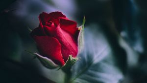 Preview wallpaper rose, red, bud, leaves, close-up