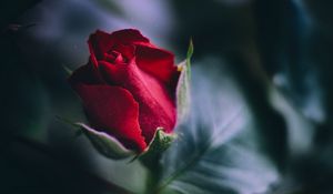 Preview wallpaper rose, red, bud, leaves, close-up