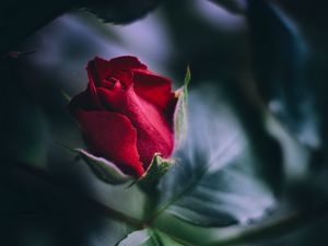 Preview wallpaper rose, red, bud, leaves, close-up