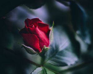 Preview wallpaper rose, red, bud, leaves, close-up