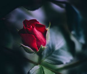 Preview wallpaper rose, red, bud, leaves, close-up