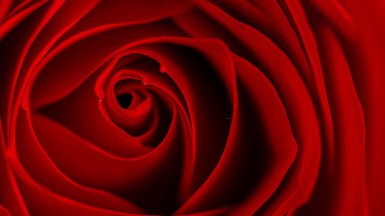 Wallpaper rose, red, bud, flower, macro