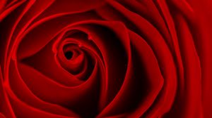 Preview wallpaper rose, red, bud, flower, macro