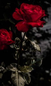 Preview wallpaper rose, red, bud, bloom, garden