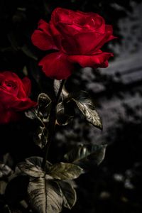 Preview wallpaper rose, red, bud, bloom, garden