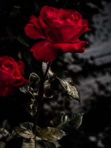 Preview wallpaper rose, red, bud, bloom, garden