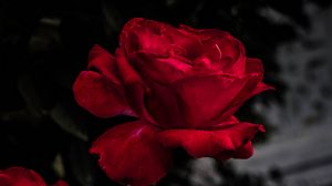 Preview wallpaper rose, red, bud, bloom, garden