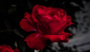 Preview wallpaper rose, red, bud, bloom, garden