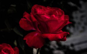 Preview wallpaper rose, red, bud, bloom, garden
