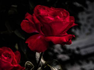 Preview wallpaper rose, red, bud, bloom, garden