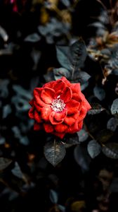 Preview wallpaper rose, red, bud, bush, garden