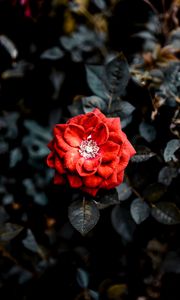 Preview wallpaper rose, red, bud, bush, garden