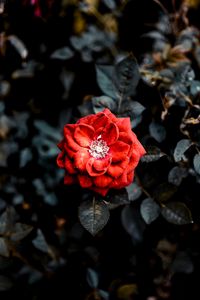 Preview wallpaper rose, red, bud, bush, garden