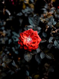 Preview wallpaper rose, red, bud, bush, garden
