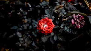 Preview wallpaper rose, red, bud, bush, garden