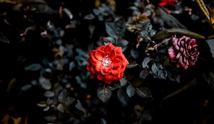 Preview wallpaper rose, red, bud, bush, garden