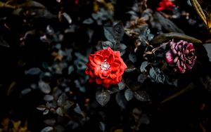 Preview wallpaper rose, red, bud, bush, garden