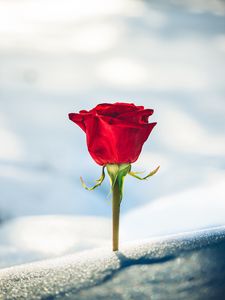 Preview wallpaper rose, red, bud, blur, snow