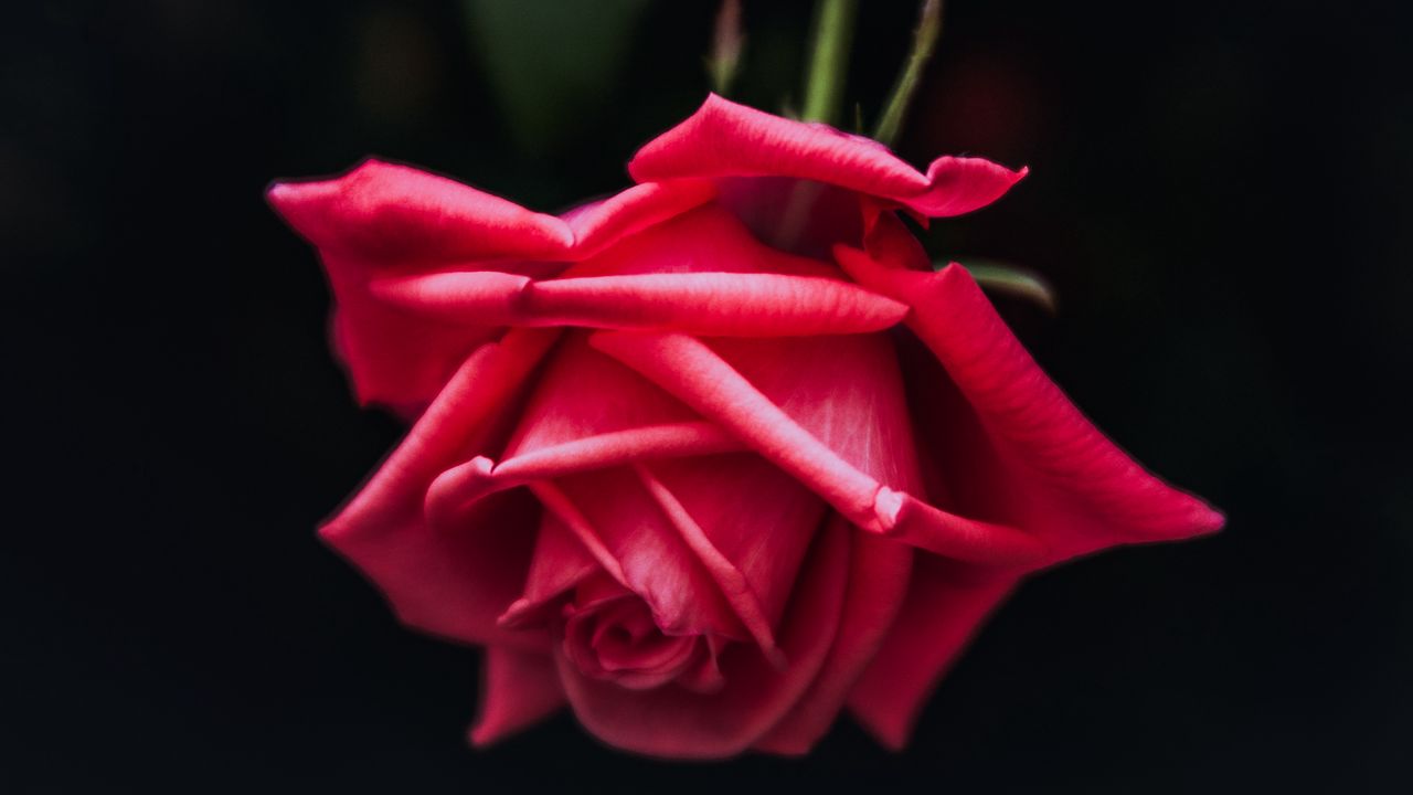 Wallpaper rose, red, bud, petals, dark background, bloom