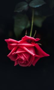 Preview wallpaper rose, red, bud, petals, dark background, bloom