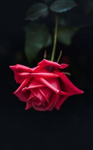 Preview wallpaper rose, red, bud, petals, dark background, bloom
