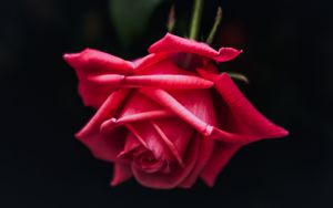 Preview wallpaper rose, red, bud, petals, dark background, bloom