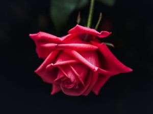 Preview wallpaper rose, red, bud, petals, dark background, bloom