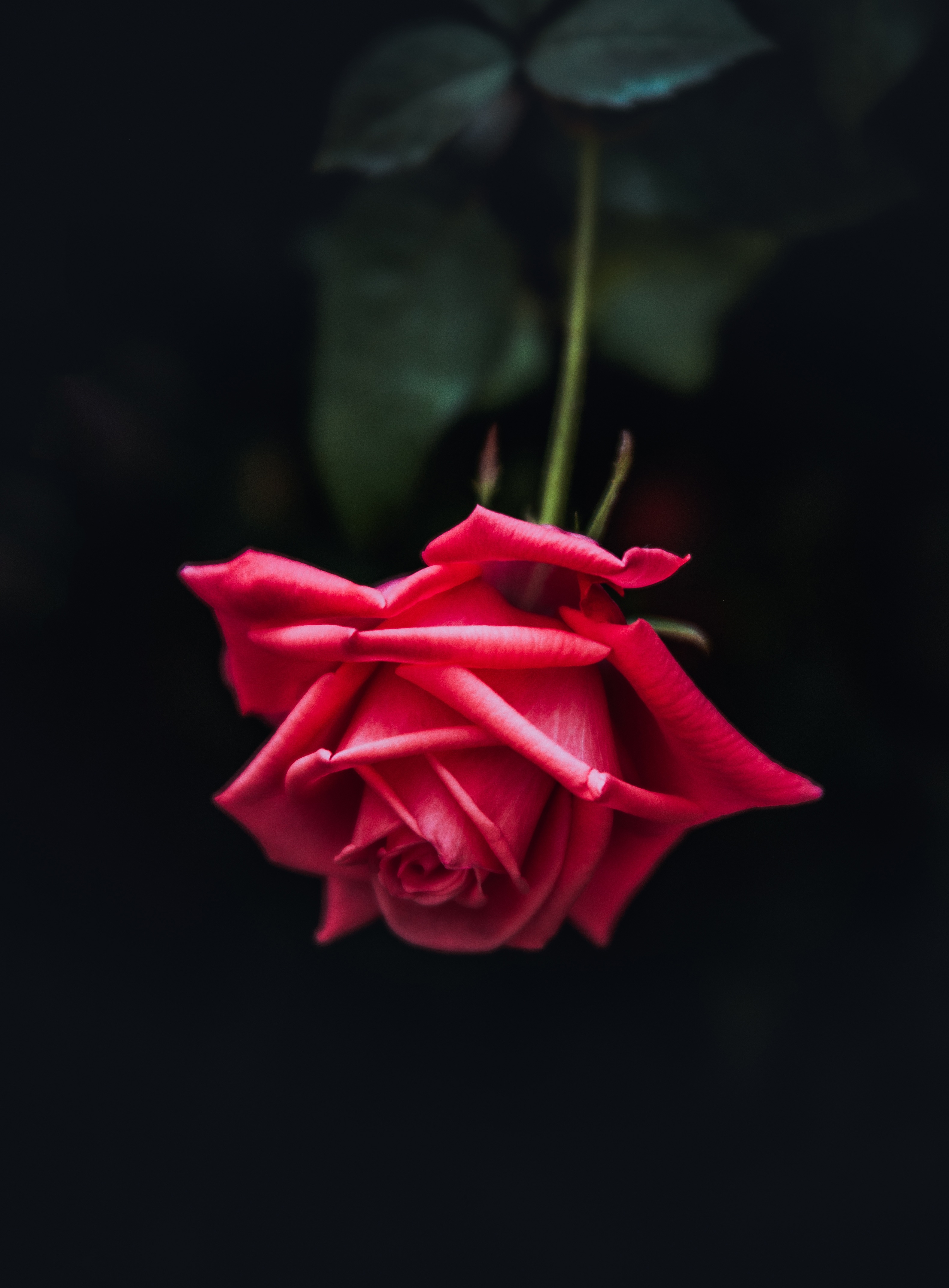 Download wallpaper 3160x4288 rose, red, bud, petals, dark background, bloom hd  background
