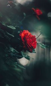 Preview wallpaper rose, red, bud, bush, garden, blur