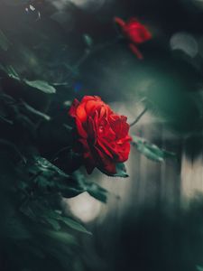 Preview wallpaper rose, red, bud, bush, garden, blur