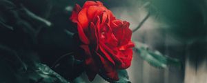 Preview wallpaper rose, red, bud, bush, garden, blur