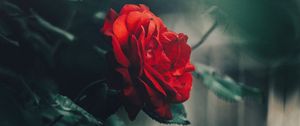 Preview wallpaper rose, red, bud, bush, garden, blur