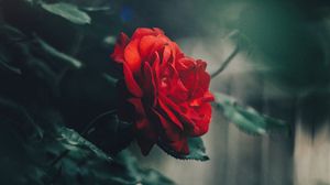 Preview wallpaper rose, red, bud, bush, garden, blur