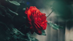 Preview wallpaper rose, red, bud, bush, garden, blur