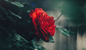 Preview wallpaper rose, red, bud, bush, garden, blur