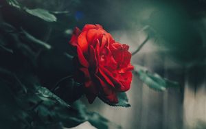 Preview wallpaper rose, red, bud, bush, garden, blur