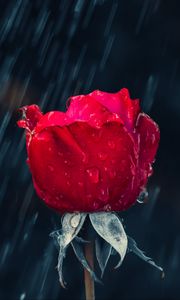 Preview wallpaper rose, red, bud, drops, rain, moisture