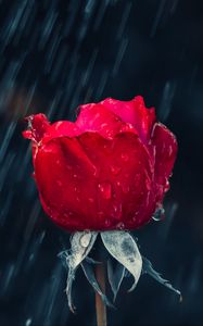 Preview wallpaper rose, red, bud, drops, rain, moisture