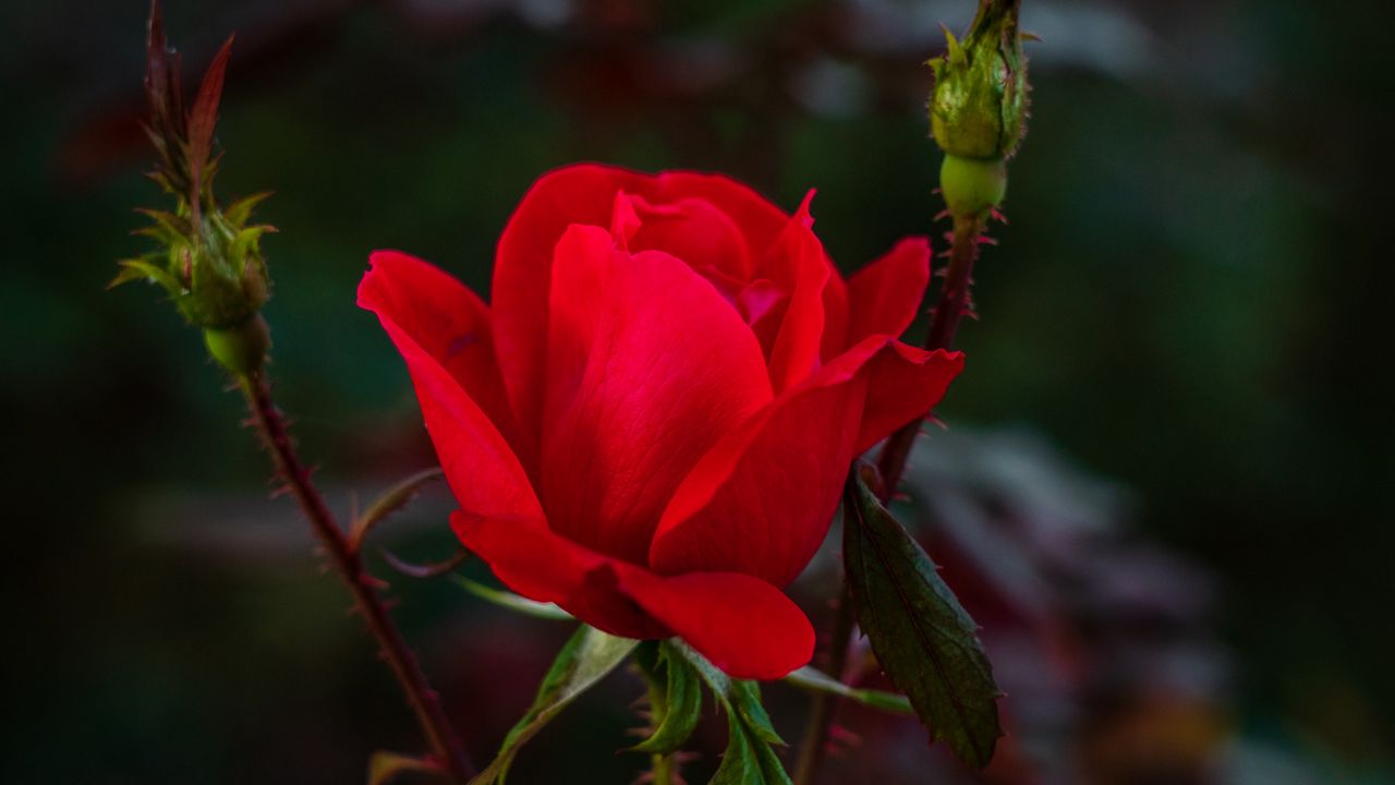 Wallpaper rose, red, bud, bush, garden, petals