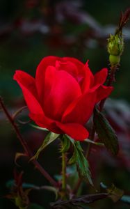 Preview wallpaper rose, red, bud, bush, garden, petals