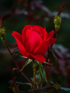 Preview wallpaper rose, red, bud, bush, garden, petals