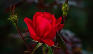 Preview wallpaper rose, red, bud, bush, garden, petals